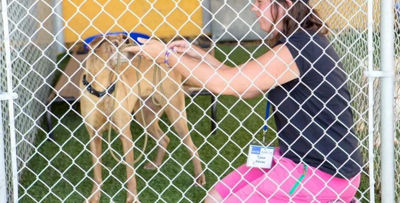 Notranji boks za psa (video)