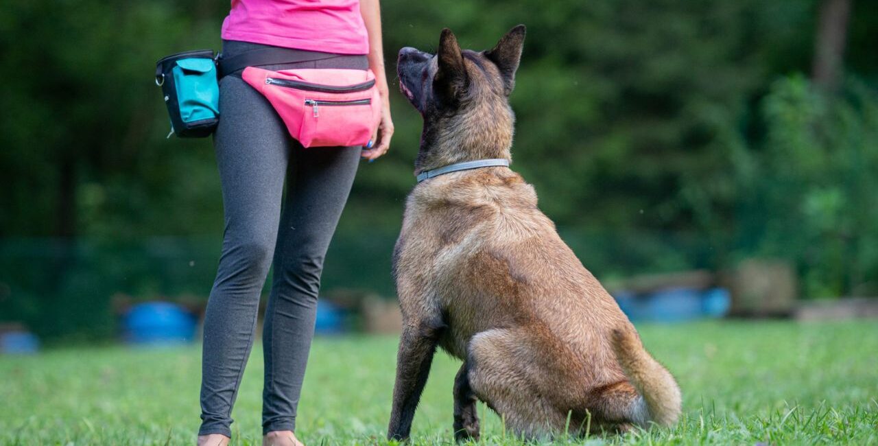 Vzgoja psa je proces