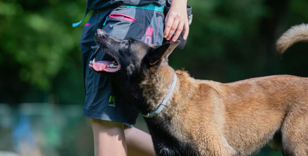 Belgijski ovčar Malinois in film Pes