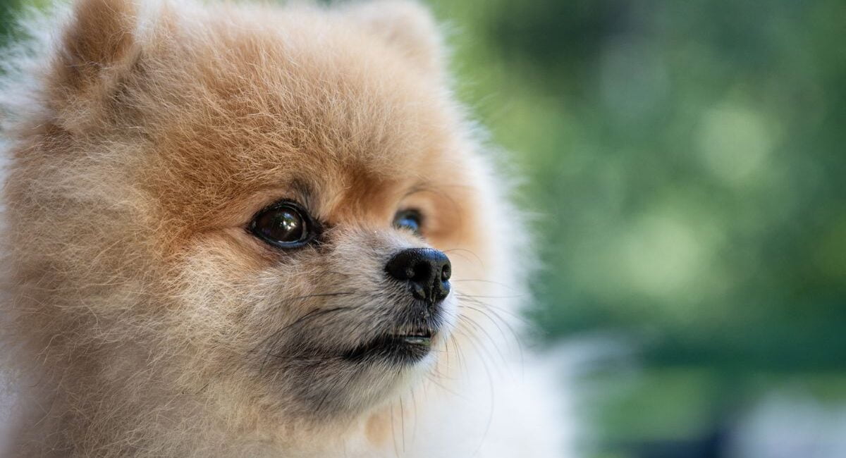 Prednosti pasjega frizerja, ki razume pasje potrebe