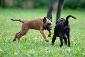 Pasji skupinski trening