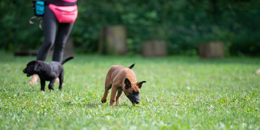 Program vzgoja mladička