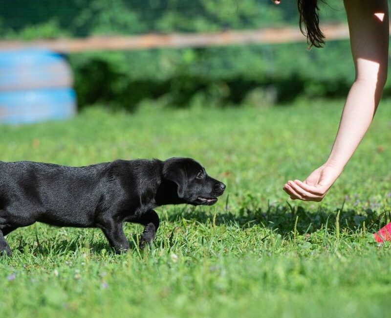 Kako izbrati primernega pasjega mladička v leglu