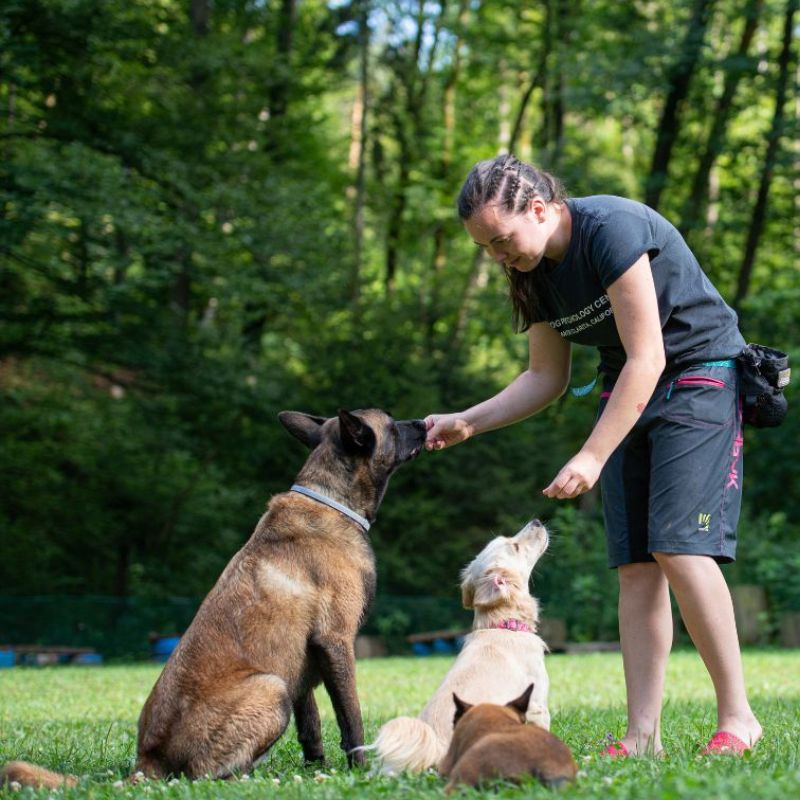 Šolanje - prosta poslušnost