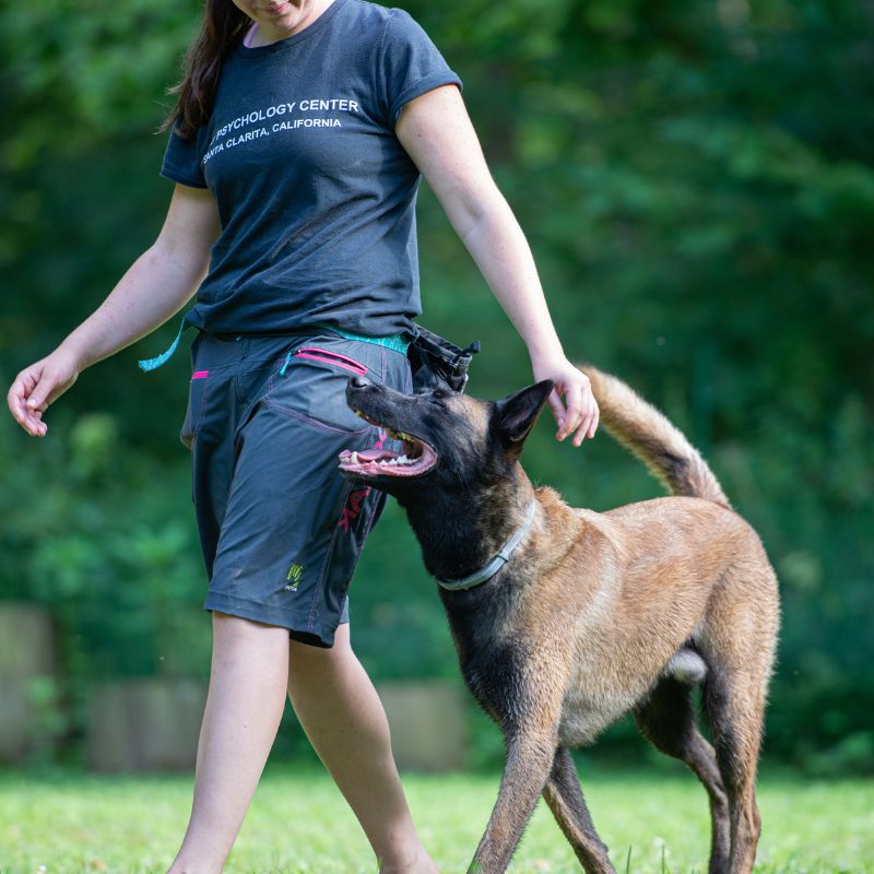 Šolanje - prosta poslušnost