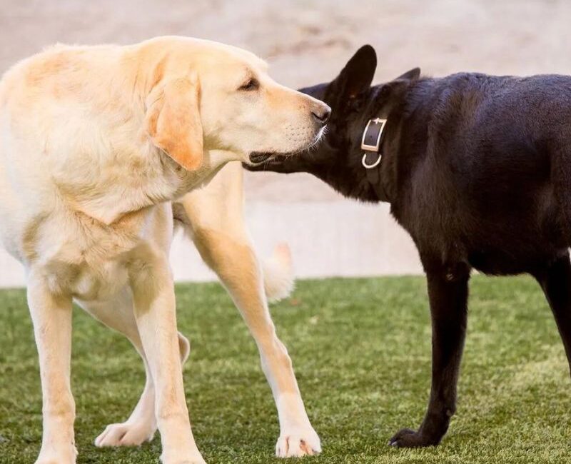 PASJA KOMUNIKACIJA in MIRITVENI SIGNALI