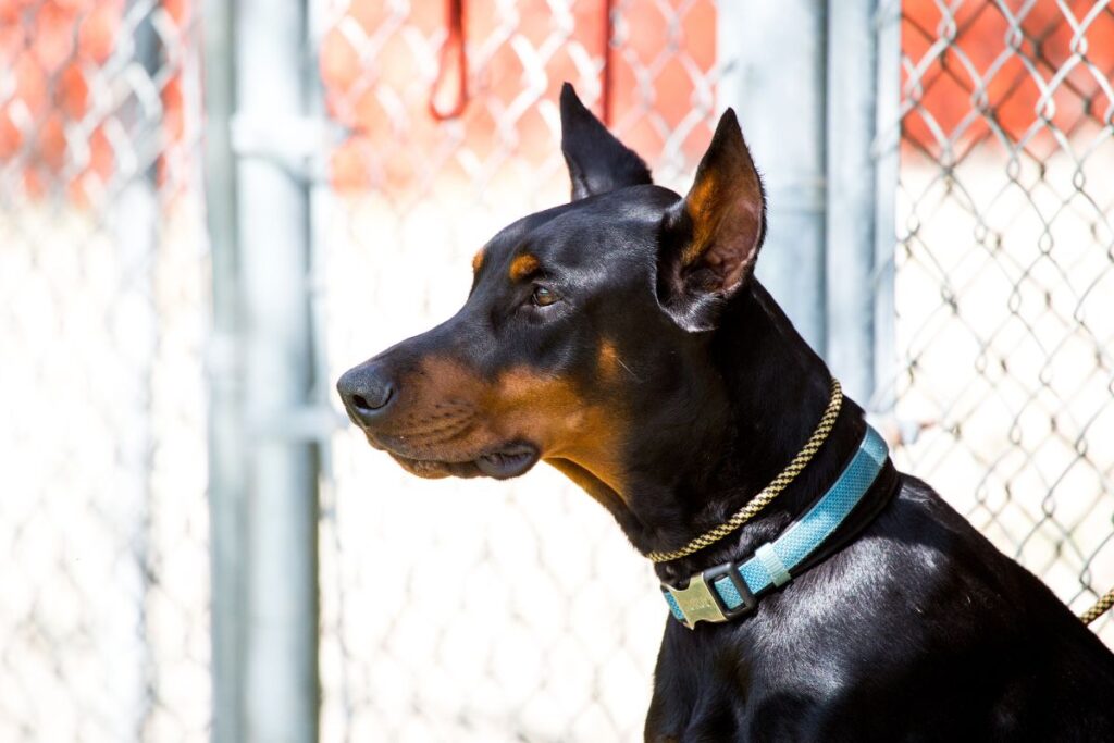 Vzgoja pasjega pubertetnika in odraslega psa