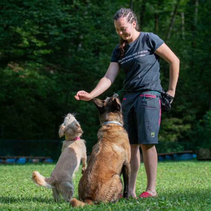 Vzgoja pasjega pubertetnika in odraslega psa