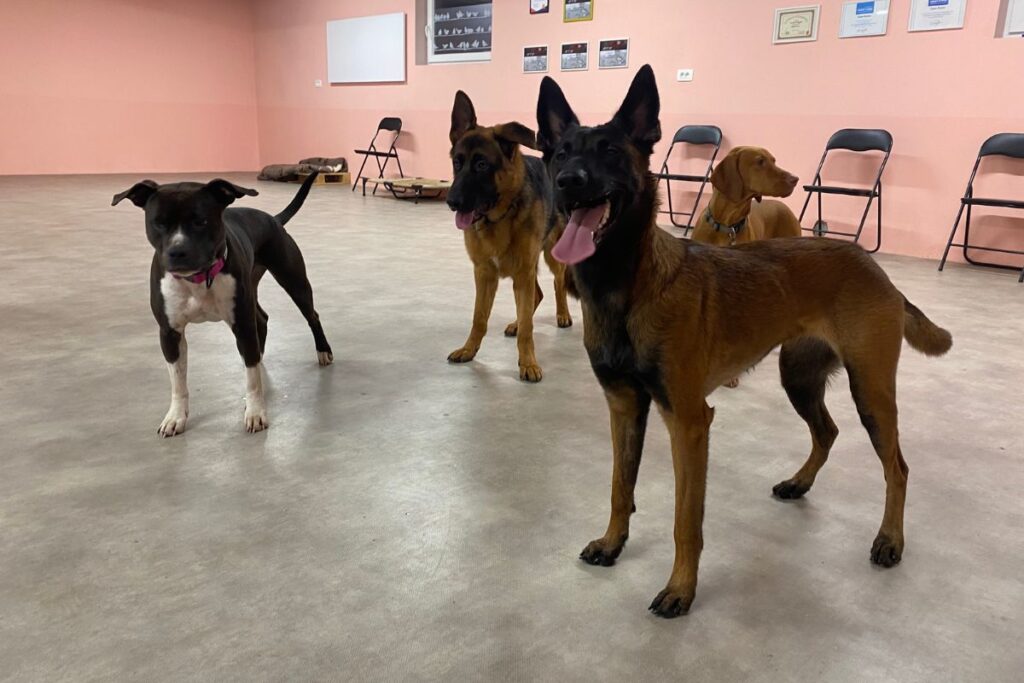 Pasja šola Naraven pes - notranji ogrevan prostor