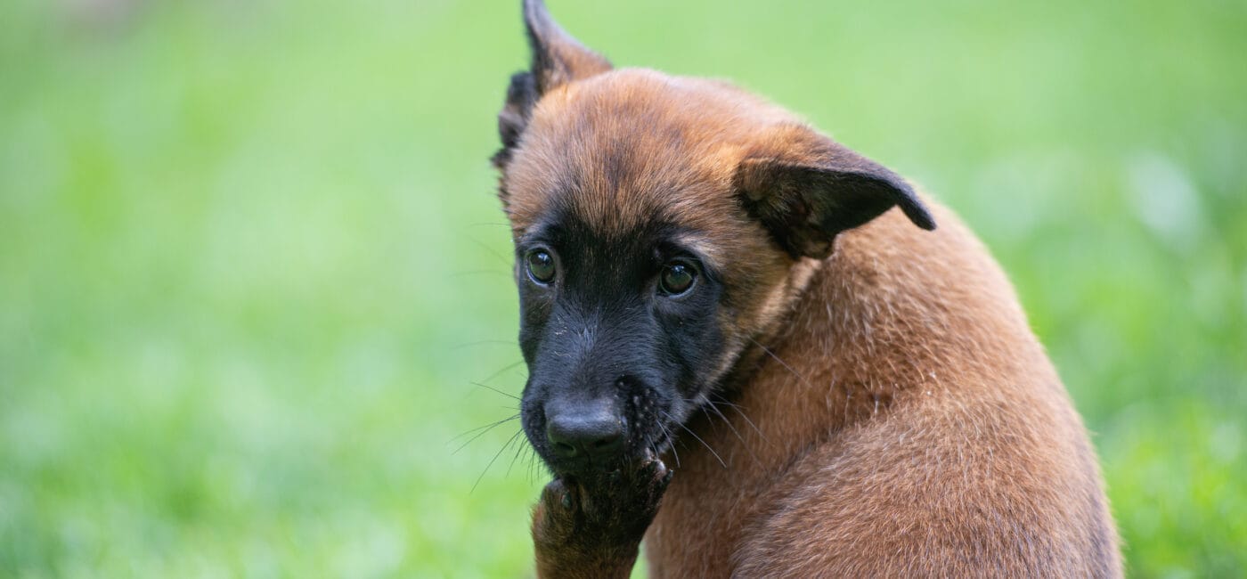 Vse kar moram vedeti pred prihodom pasjega mladička